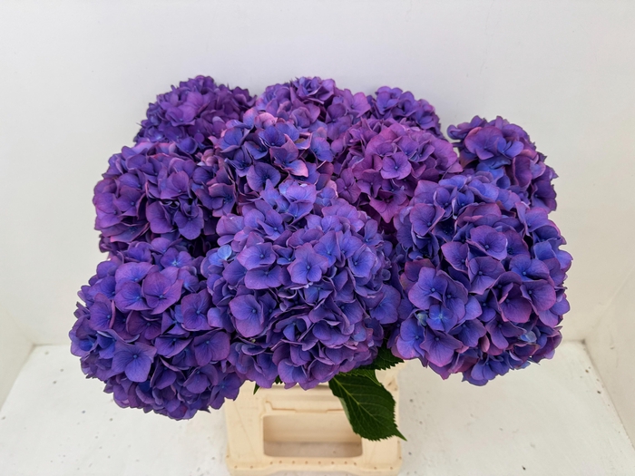 <h4>Hydrangea Dazzling Dazz</h4>