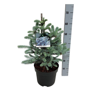 Picea pung. 'Erich Frahm'