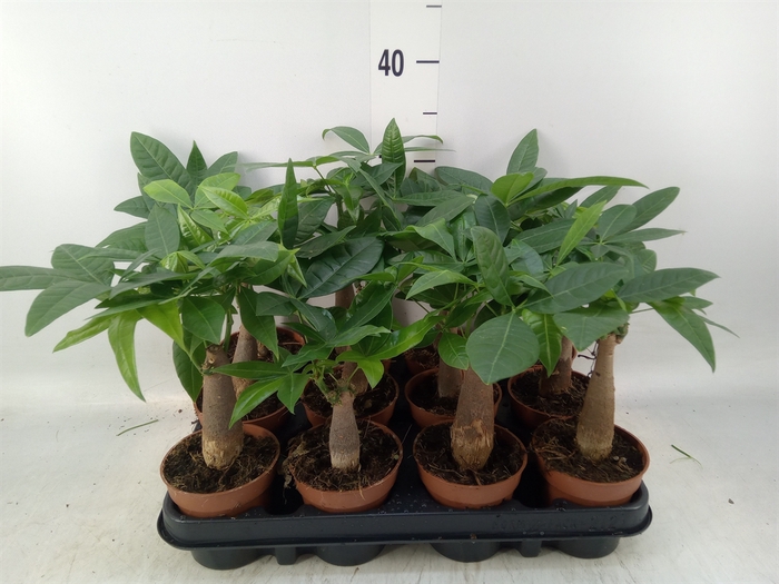 <h4>Pachira aquatica</h4>