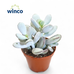 Cotyledon Orbiculata 