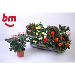 RO B MONDE GEM 6 SRT