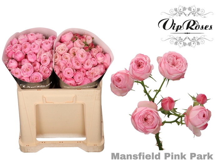 <h4>Rosa sp mansfield pink park</h4>