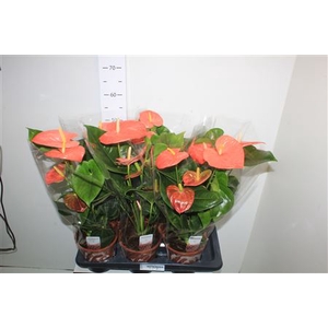 Anthu An Pr Of Orang 5-6 17cm Pot