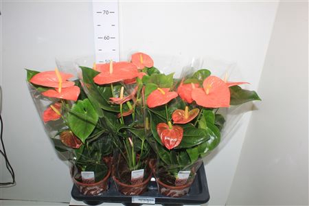 <h4>Anthu An Pr Of Orang 5-6 17cm Pot</h4>