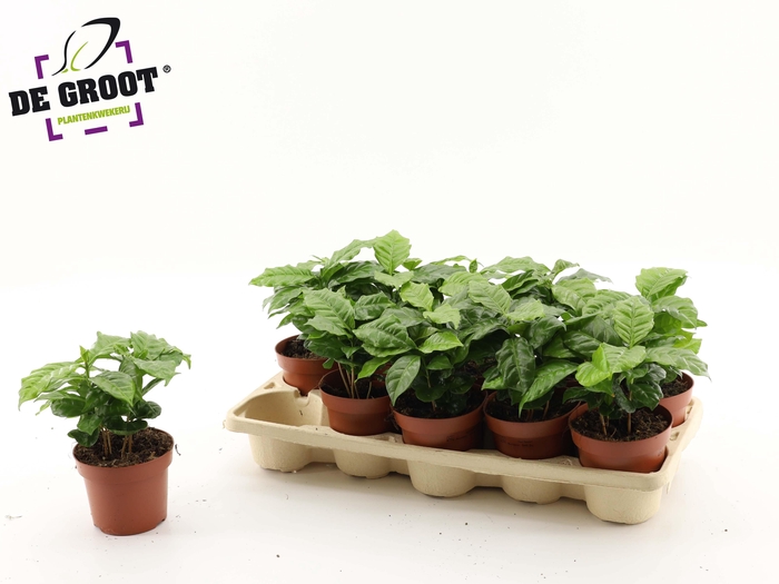 <h4>COFFEA ARABICA</h4>