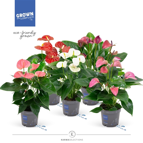 <h4>Various Mix Anthurium</h4>