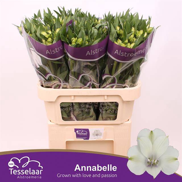 <h4>Alstroemeria annabelle</h4>