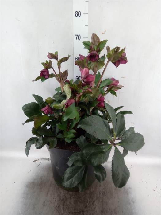 <h4>Helleborus  'Ice N Roses Early Red'</h4>