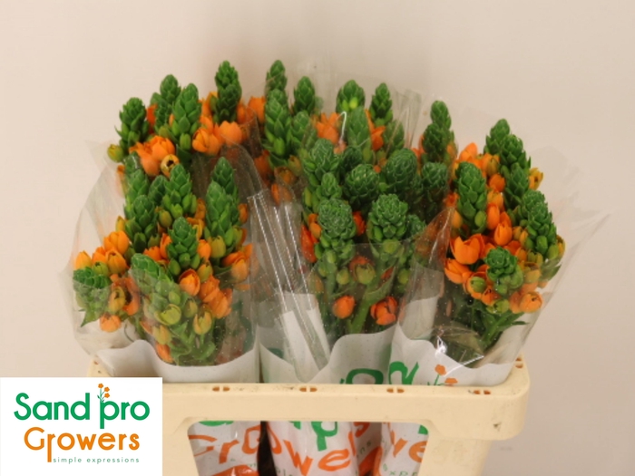 <h4>ORNIT DB SUNRAY</h4>