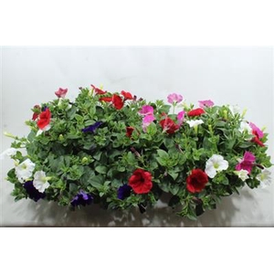SMALL PETUNIA MIX
