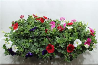 <h4>SMALL PETUNIA MIX</h4>