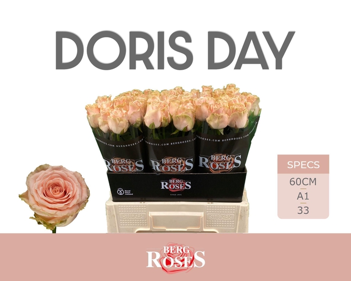 <h4>R GR DORIS DAY</h4>