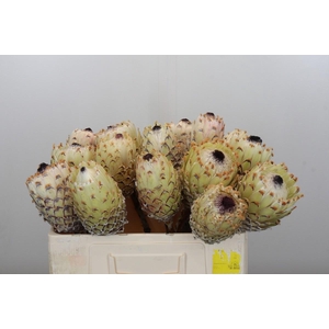 Protea Barbigera White No leaves