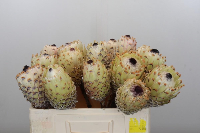 <h4>Protea Barbigera White No leaves</h4>