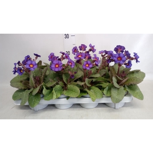 Primula elat. 'Gold Nugget'  ...mix