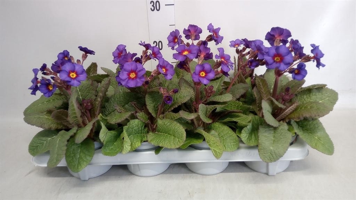 <h4>Primula elat. 'Gold Nugget' ...mix</h4>