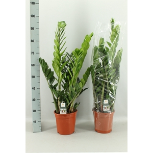 ZAMIO ZAMIIFOLIA