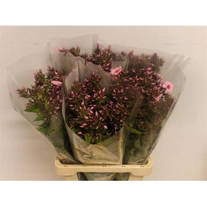 PHLOX P SWEET LEXY