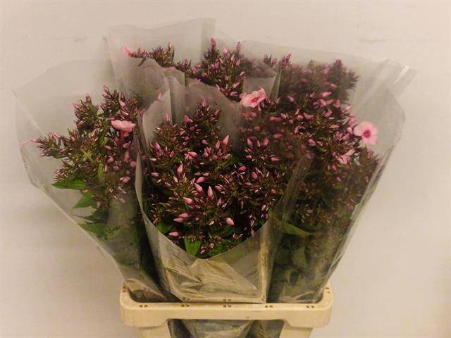 <h4>PHLOX P SWEET LEXY</h4>