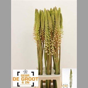 Eremurus Himalaicus Wit