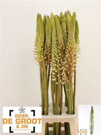 <h4>Eremurus Himalaicus Wit</h4>