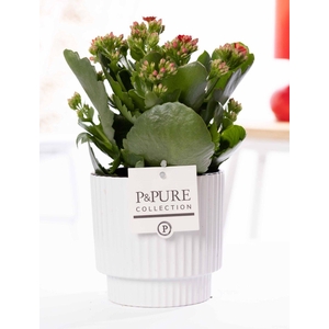 Kalanchoe red in P&PURE Ivy ceramics shiny white