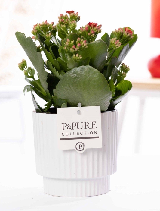 <h4>Kalanchoe red in P&PURE Ivy ceramics shiny white</h4>