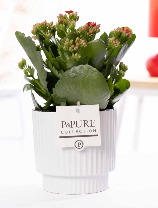 <h4>Kalanchoe red in P&PURE Ivy ceramics shiny white</h4>