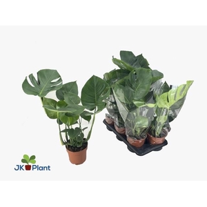 MONSTERA DELICIOSA