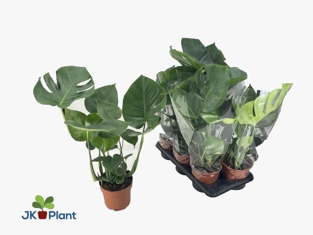 <h4>MONSTERA DELICIOSA</h4>