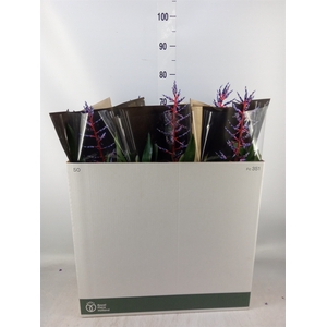 Aechmea  'Blue Rain'