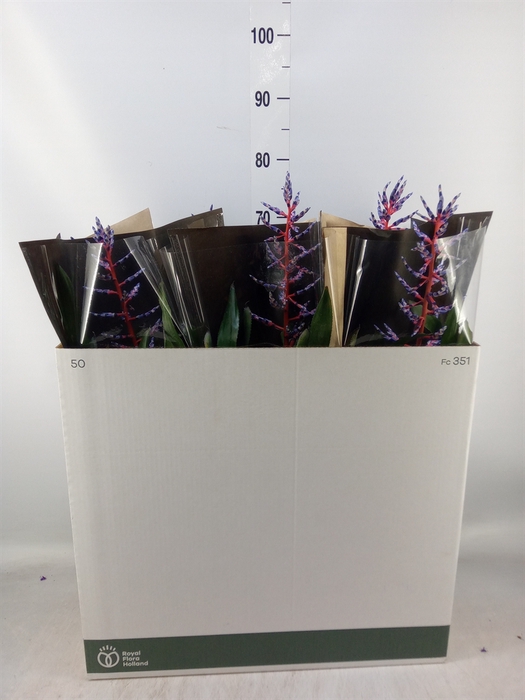 <h4>Aechmea  'Blue Rain'</h4>