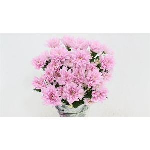 Chr T Baltica Pink