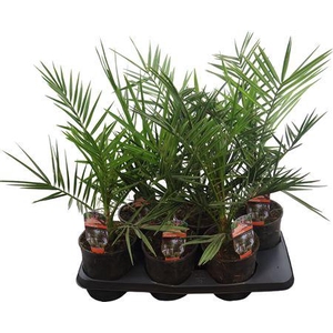 Phoenix Canariensis