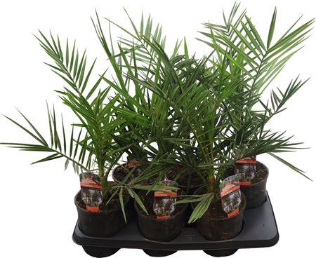 <h4>Phoenix Canariensis</h4>