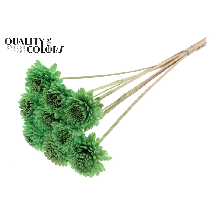 <h4>Shola Zinia 6cm on stem Mint Green</h4>