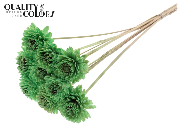 Shola Zinia 6cm on stem Mint Green