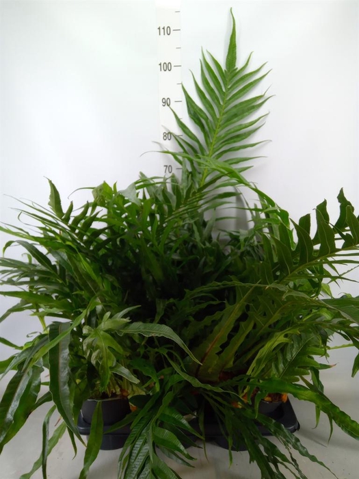 <h4>Aglaomorpha coronans ...juveniel</h4>