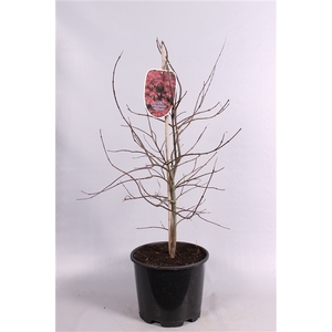 Acer pal. Orangeola