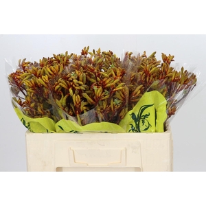 Anigozanthos Orange Velvet