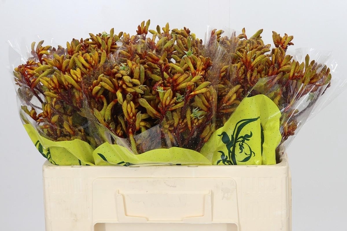 <h4>Anigozanthos Orange Velvet</h4>