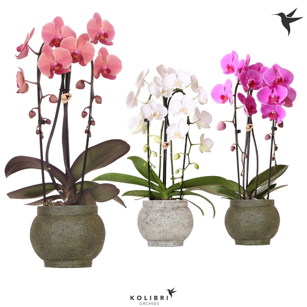 <h4>Kolibri Orchids Cascade Niagarafall 2 spike ancient green mix</h4>