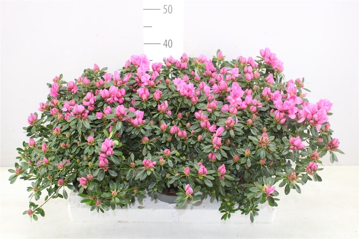 <h4>Rhododendron Si Roze</h4>