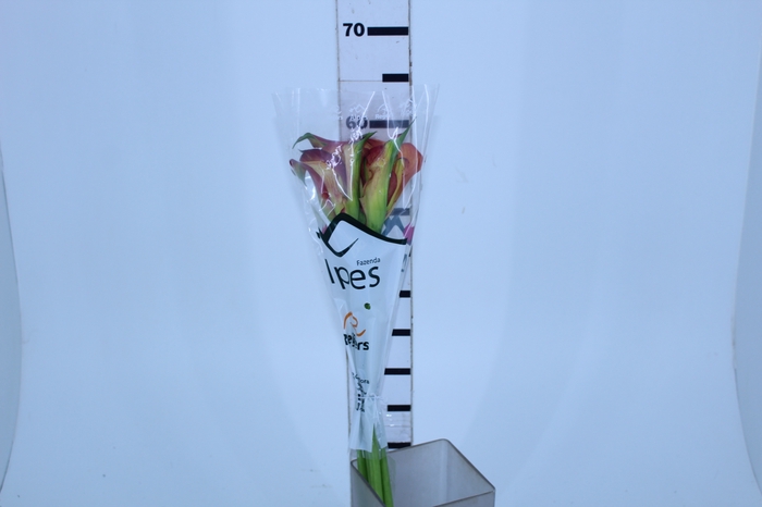 CALLA EXOTIC TRINITY
