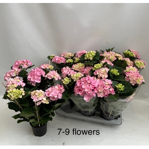 HYDR M HOVARIA GEM