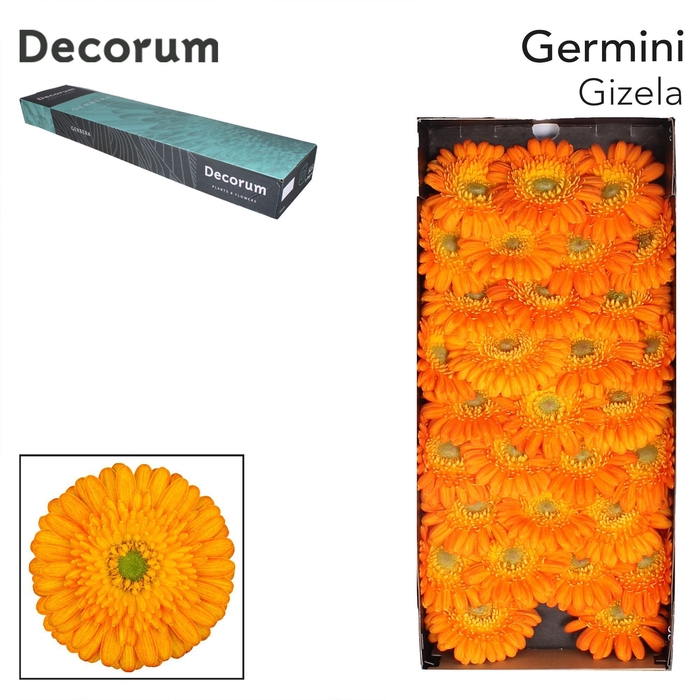 <h4>Germini Gizela Doos</h4>