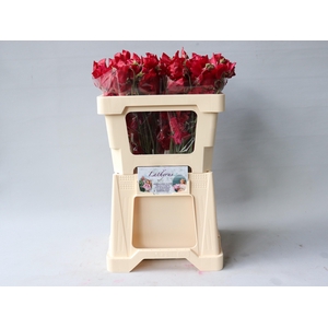 LATHYR PARFUM DP RED