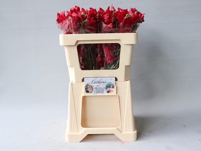 <h4>LATHYR PARFUM DP RED</h4>