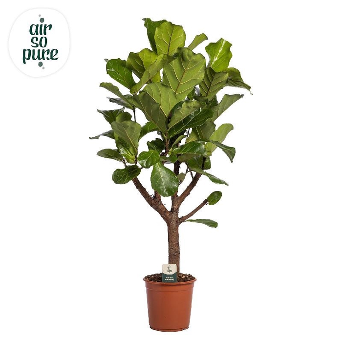 <h4>Ficus Lyrata vertakt</h4>