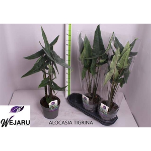 Alocasia Tigrina 19Ø 70cm 2pp